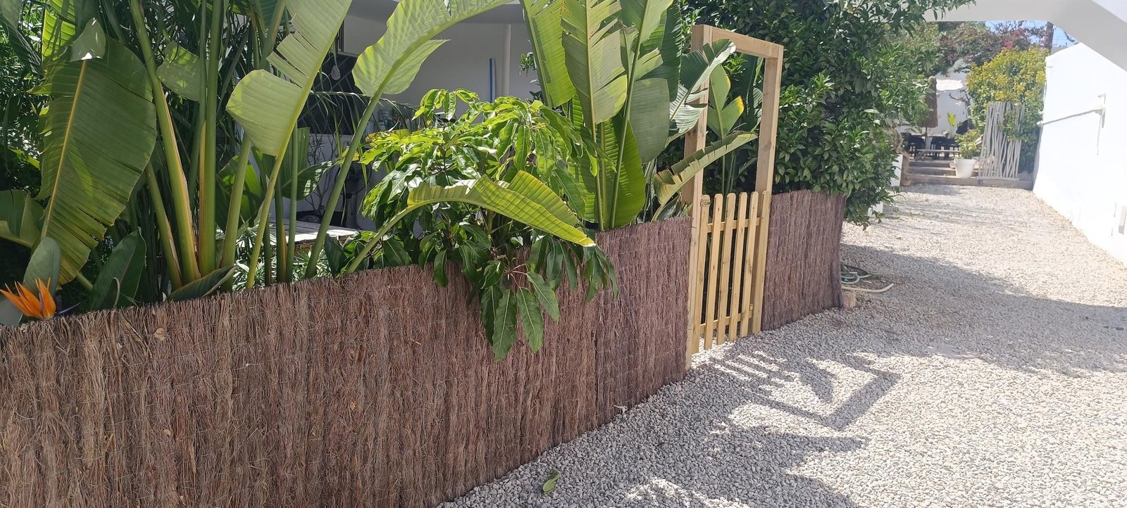 Parterre de plantas de hoja grande tras una valla de brezo, con portillo de madera y camino de grava