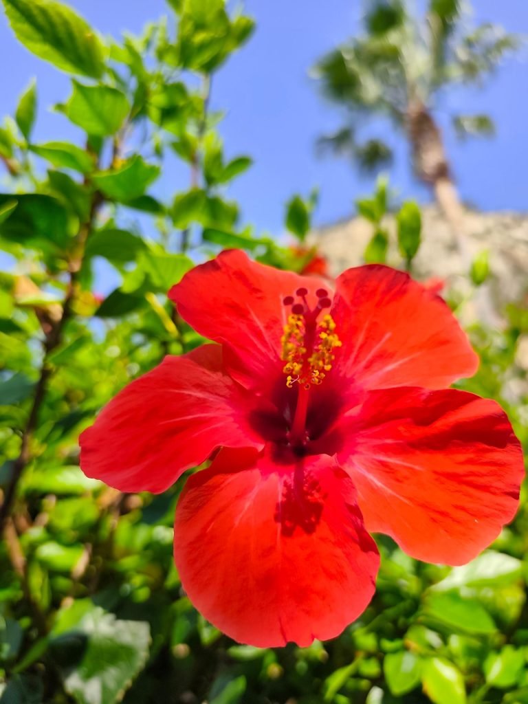 Flor de hibisco roja abierta en primer plano, con una palmera y el cielo despejado al fondo