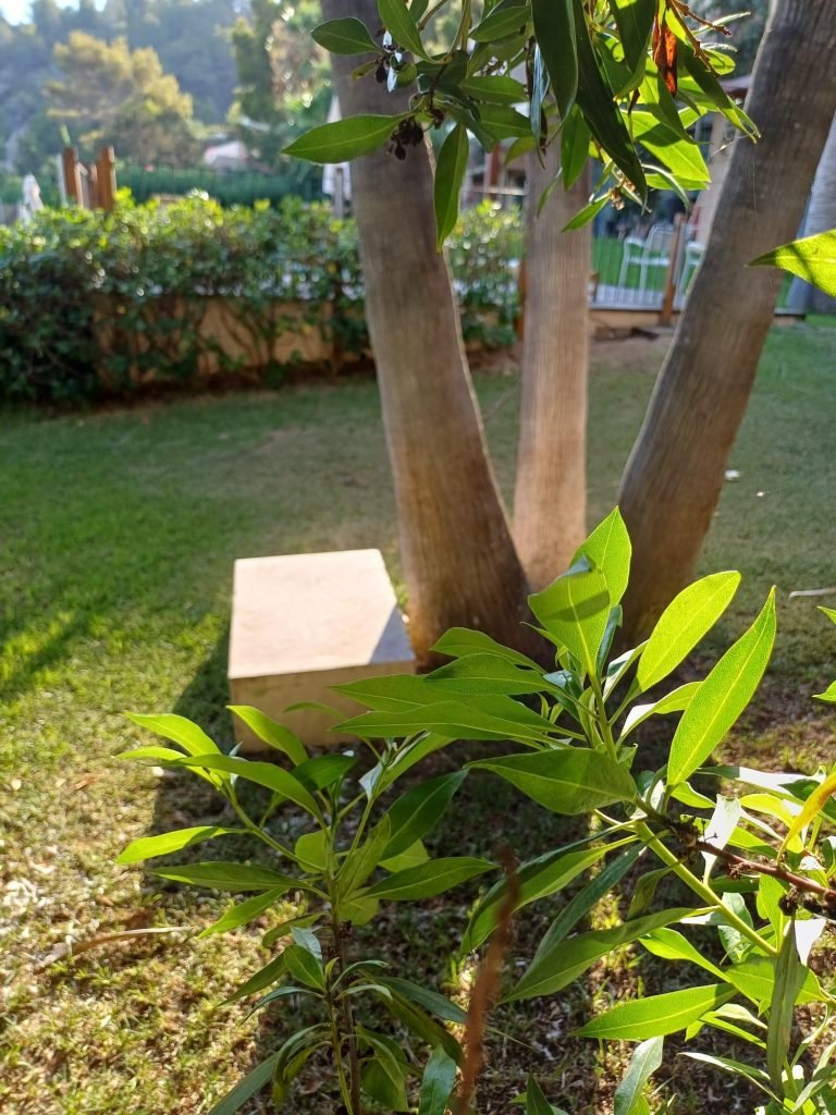 Árbol de varios troncos sobre el césped, con un banco de piedra a su pie y un seto recortado detrás