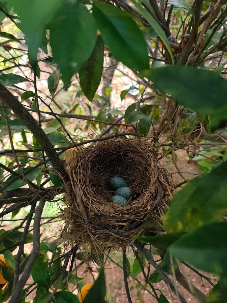 Nido con tres huevos azules entre las ramas de un arbusto del jardín