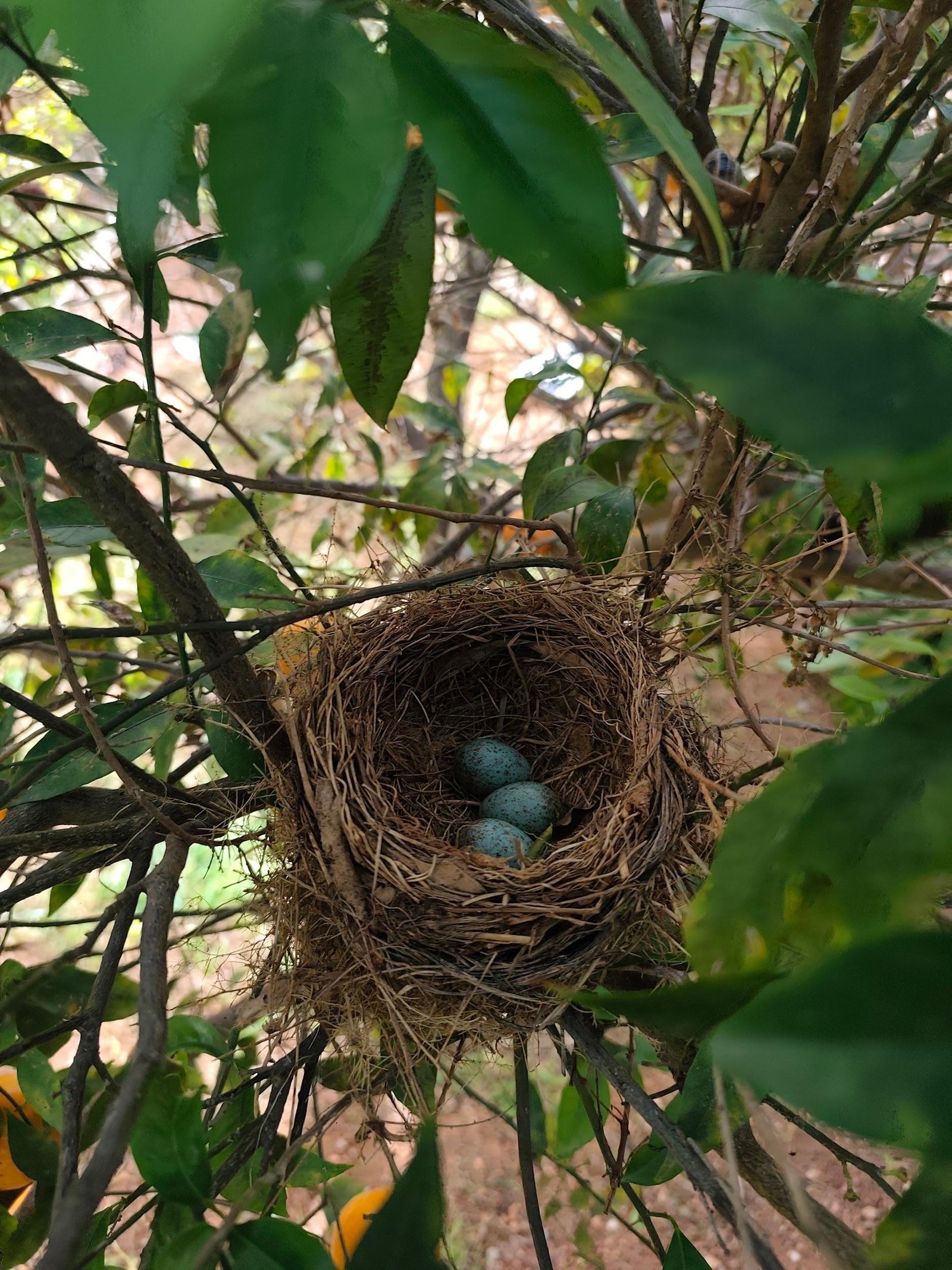 Nido con tres huevos azules entre las ramas de un arbusto del jardín