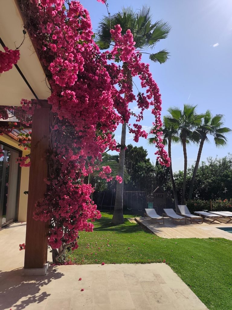 Buganvilla en flor cubriendo el porche de una villa, con palmeras, hamacas y el borde de la piscina